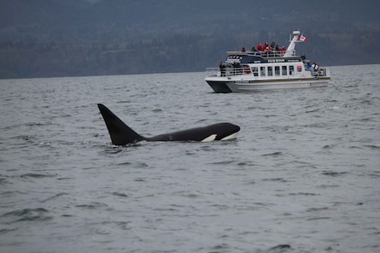 Tour di osservazione delle balene a Victoria, BC