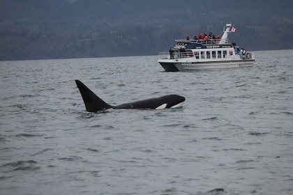 Whale Watching Tour in Victoria, BC