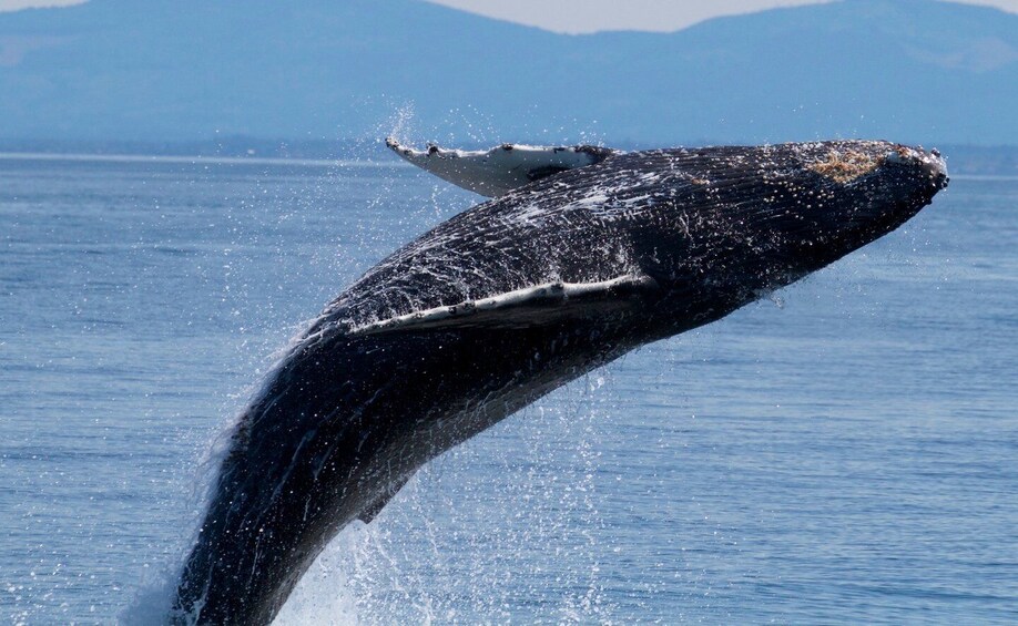 Picture 3 for Activity Whale Watching Tour in Victoria, BC