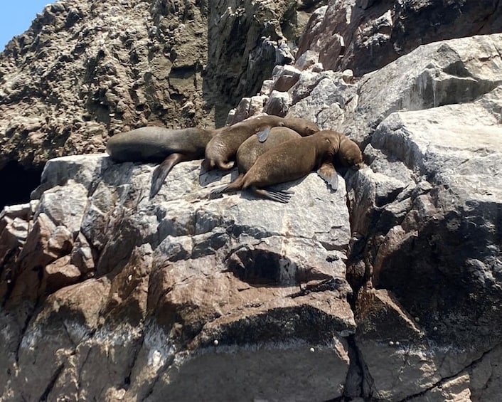 Picture 9 for Activity Paracas: Ballestas Islands Morning Boat Tour