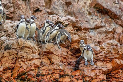 Paracas: Ballestas Islands Morning Boat Tour