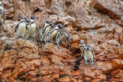 Paracas: Ballestas Islands Morning Boat Tour