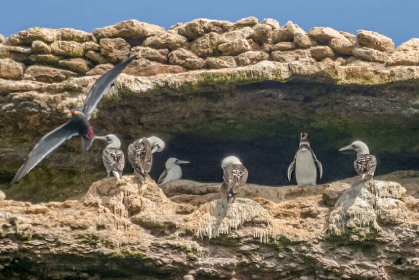 Picture 10 for Activity Paracas: Ballestas Islands Morning Boat Tour
