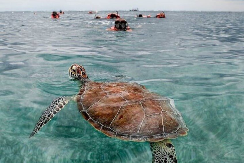 Snorkeling Experience in Reef