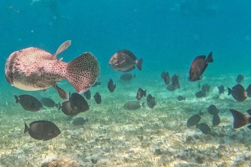 Snorkeling Experience in Reef