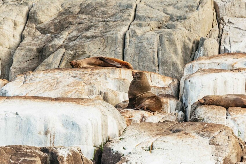 Picture 2 for Activity From Port Arthur: Tasman Island Wilderness Cruise