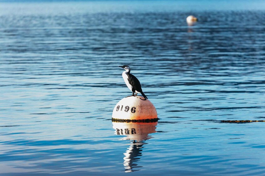 Picture 4 for Activity From Port Arthur: Tasman Island Wilderness Cruise