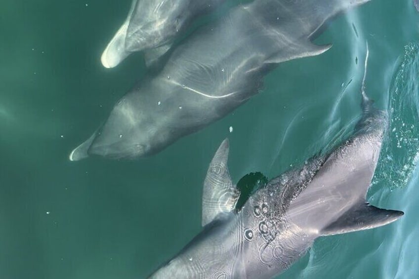 Half Day Eco and Dolphin Boat Tour in Siesta Key 