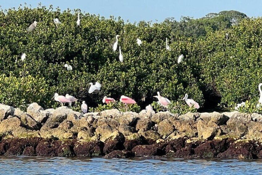 Half Day Eco and Dolphin Boat Tour in Siesta Key 