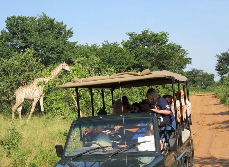 Picture 1 for Activity Chobe Day Trip from Victoria Falls, Zimbabwe