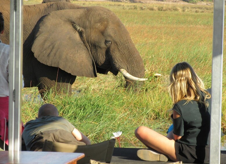 Picture 4 for Activity Chobe Day Trip from Victoria Falls, Zimbabwe