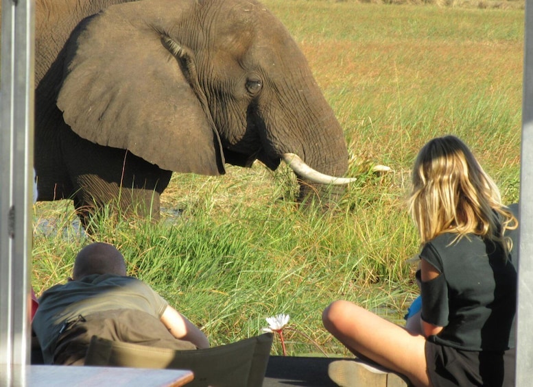 Picture 4 for Activity Chobe Day Trip from Victoria Falls, Zimbabwe