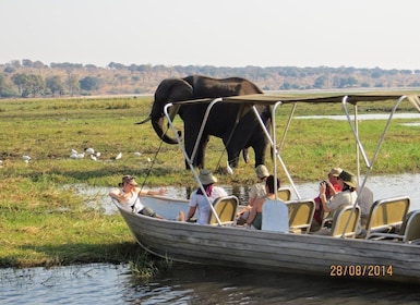 Chobe Day Trip from Victoria Falls, Zimbabwe