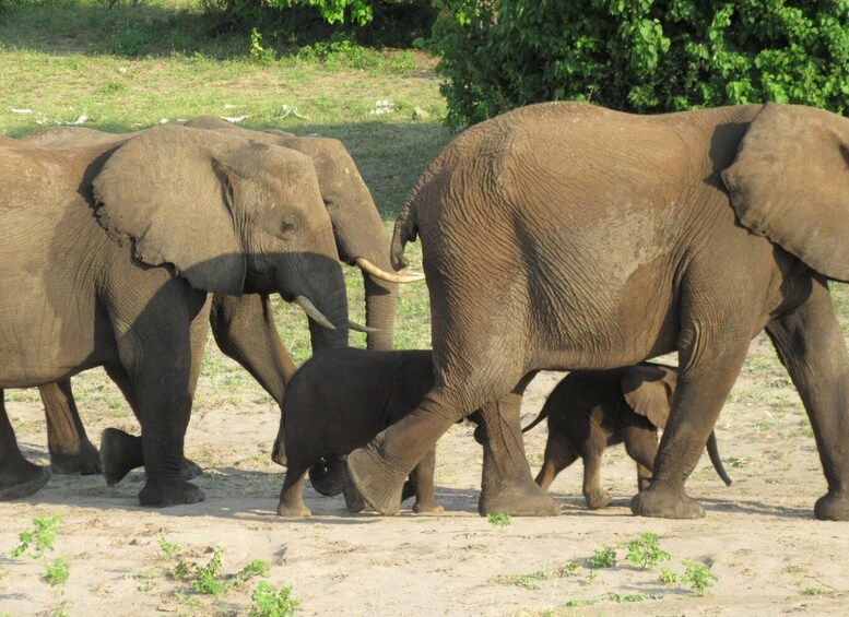 Picture 2 for Activity Chobe Day Trip from Victoria Falls, Zimbabwe