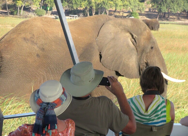 Picture 3 for Activity Chobe Day Trip from Victoria Falls, Zimbabwe