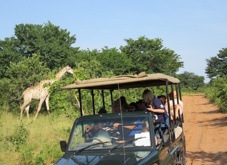 Picture 1 for Activity Chobe Day Trip from Victoria Falls, Zimbabwe