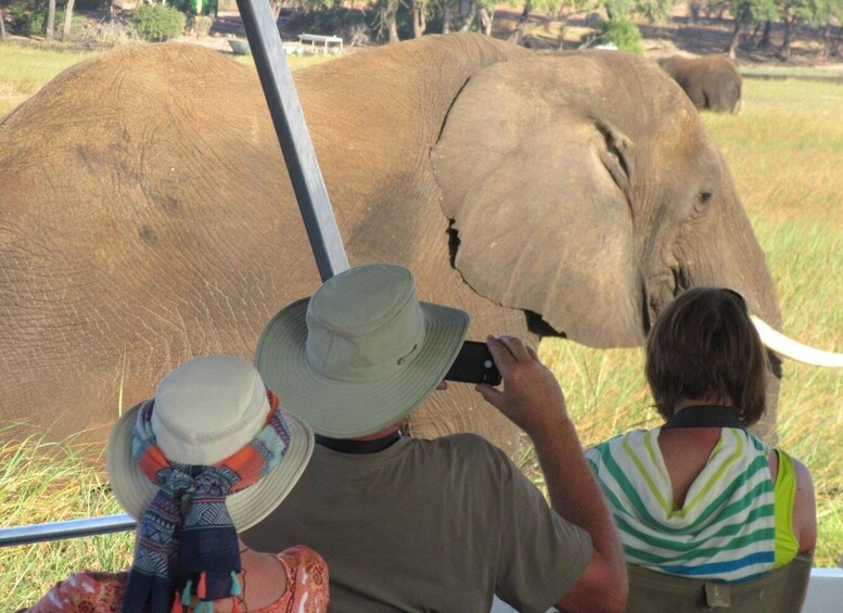 Picture 3 for Activity Chobe Day Trip from Victoria Falls, Zimbabwe