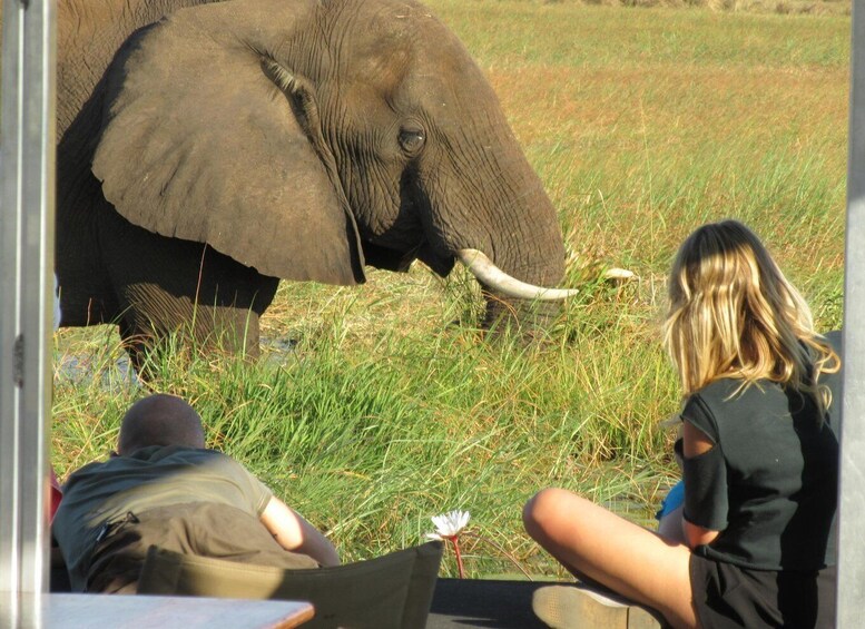 Picture 4 for Activity Chobe Day Trip from Victoria Falls, Zimbabwe