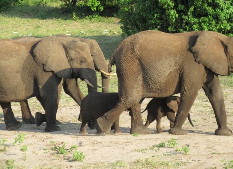 Picture 2 for Activity Chobe Day Trip from Victoria Falls, Zimbabwe