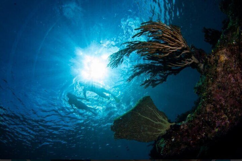 3HR Emerald reef snorkeling, iguana island and shipwreck tour