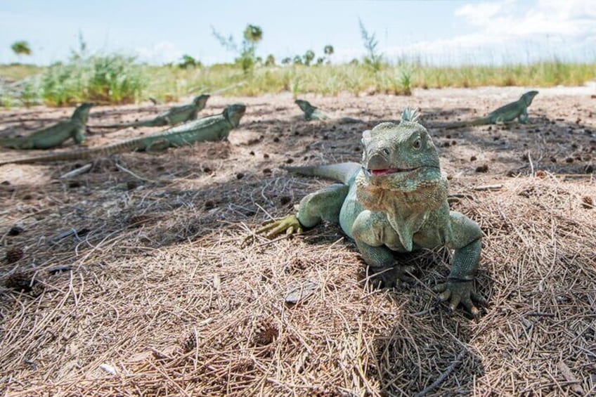 3HR Emerald reef snorkeling, iguana island and shipwreck tour