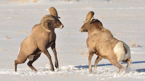 From Jackson: 4-Hour Eco Safari in Grand Teton National Park