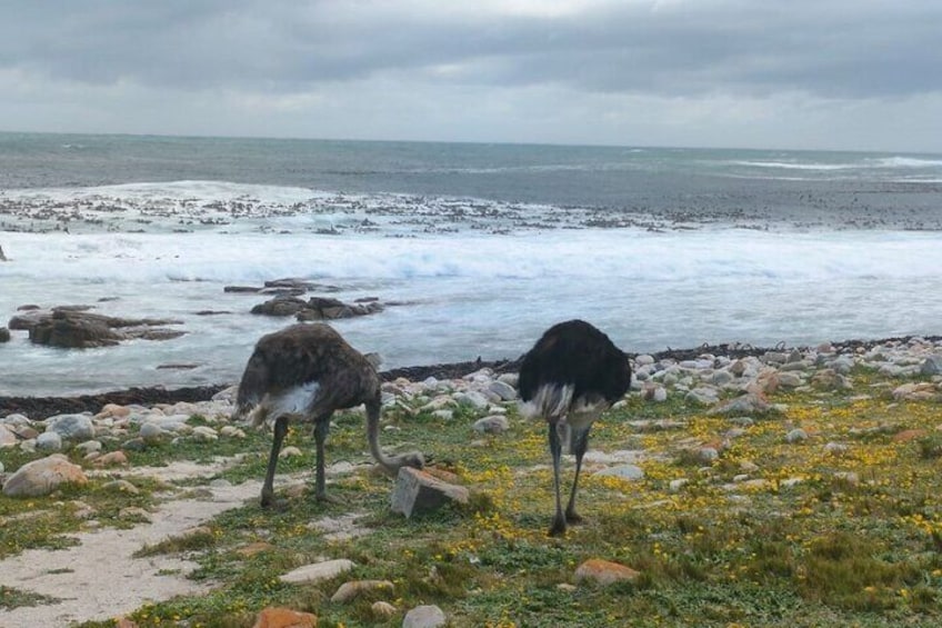 Pause along the journey to marvel at majestic ostriches on a scenic ostrich farm, adding a unique touch to the adventure through the Cape of Good Hope.