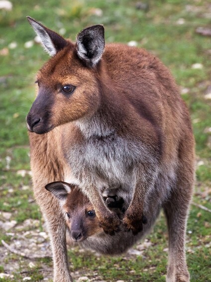 Picture 10 for Activity Kangaroo Island: Scenic, Nature & Wildlife Tour