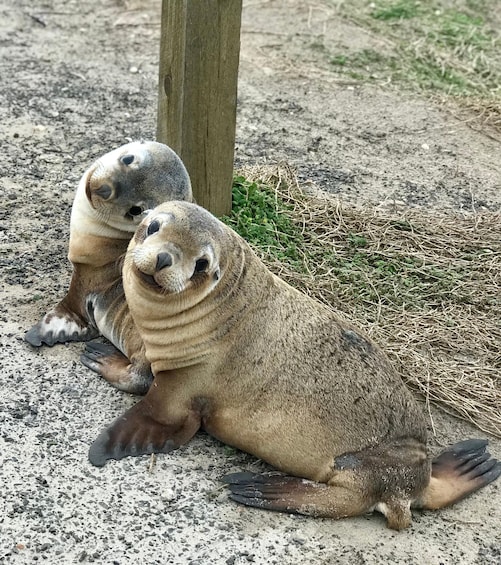 Picture 8 for Activity Kangaroo Island: Scenic, Nature & Wildlife Tour