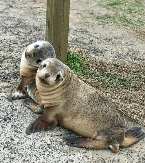 Picture 8 for Activity Kangaroo Island: Scenic, Nature & Wildlife Tour