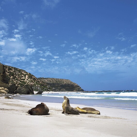 Picture 9 for Activity Kangaroo Island: Scenic, Nature & Wildlife Tour
