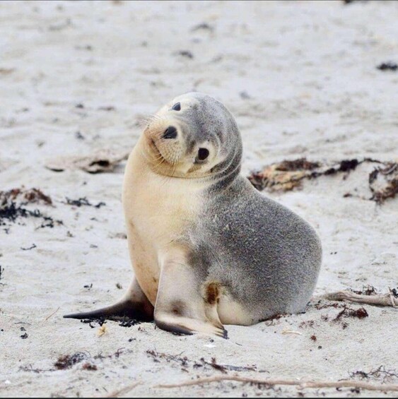 Picture 3 for Activity Kangaroo Island: Scenic, Nature & Wildlife Tour