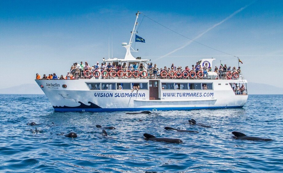 Picture 6 for Activity Tarifa: Orca, Whale and Dolphin Watching Boat Experience