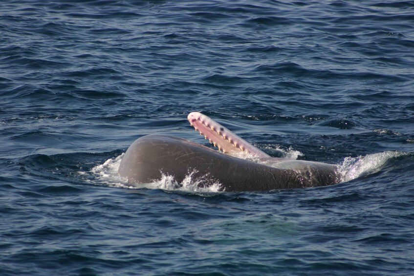 Picture 7 for Activity Tarifa: Orca, Whale and Dolphin Watching Boat Experience