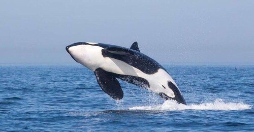 Tarifa: Orca, Whale and Dolphin Watching Boat Experience