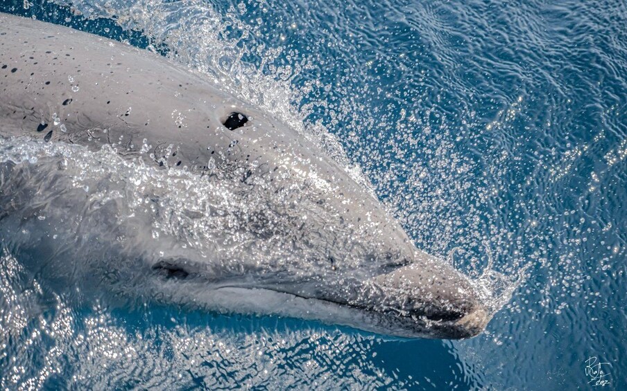 Picture 20 for Activity Tarifa: Orca, Whale and Dolphin Watching Boat Experience