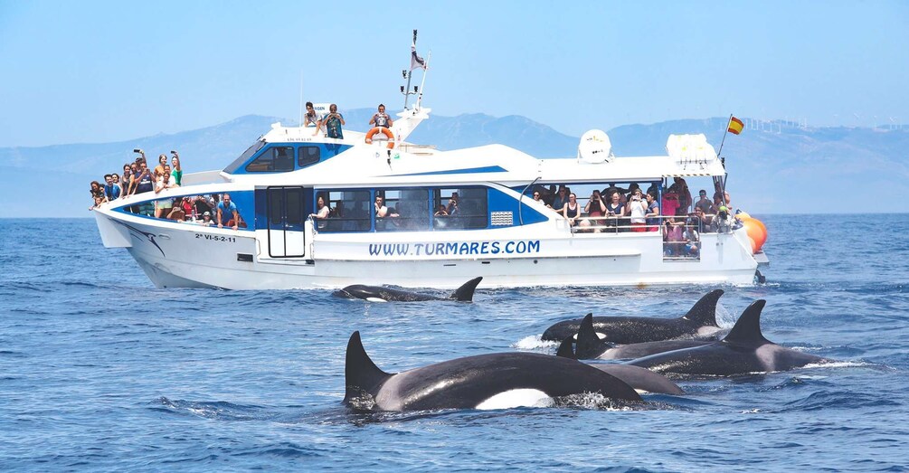 Picture 1 for Activity Tarifa: Orca, Whale and Dolphin Watching Boat Experience