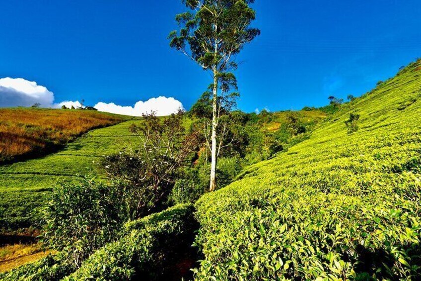 8 Days Discovery Roundtour Sri Lanka