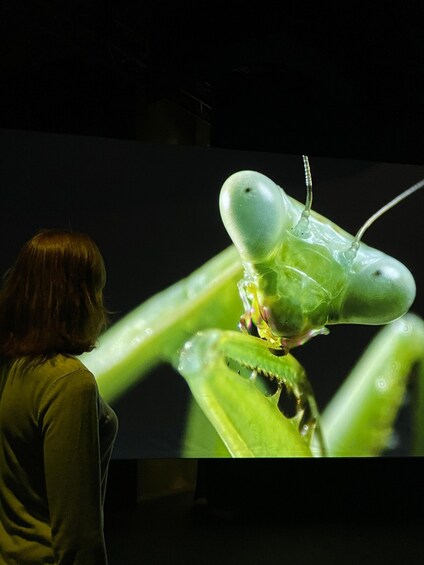Picture 7 for Activity Toronto: Royal Ontario Museum Special Exhibits Voucher