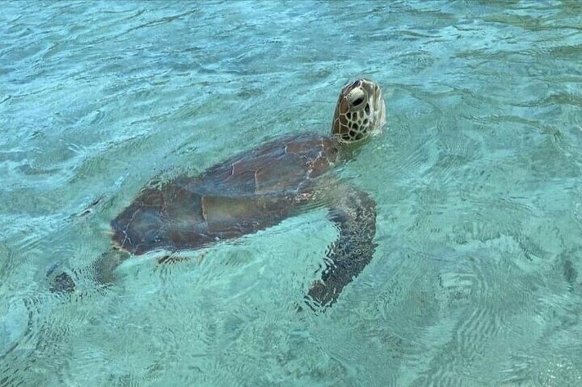 Let me take you to Caicos Jetski safari Private Tour