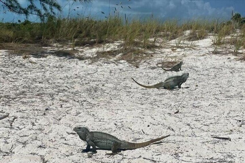 Let me take you to Caicos Jetski safari Private Tour