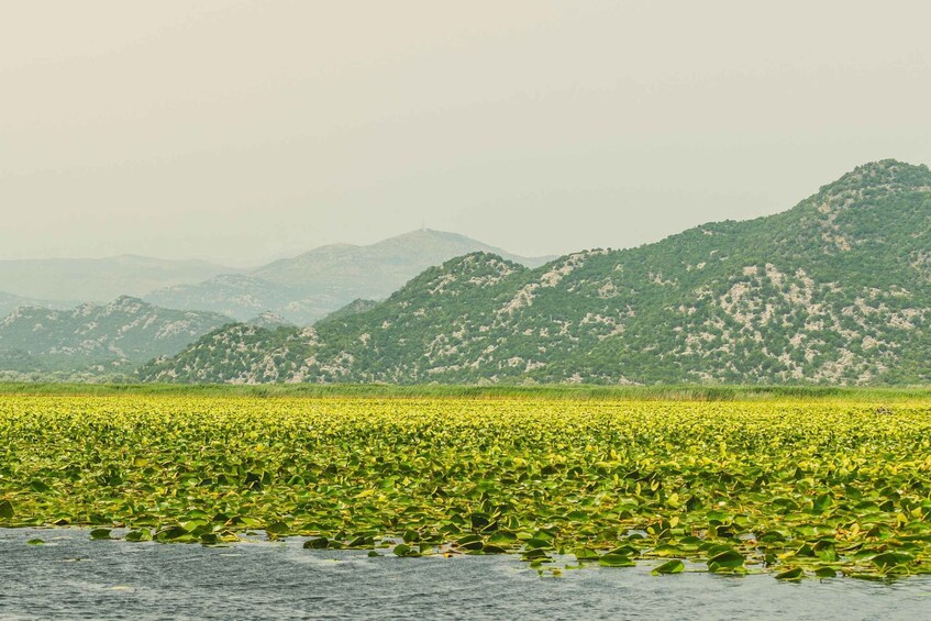 Picture 15 for Activity Lake Skadar: Guided Panoramic Boat Tour to Kom Monastery