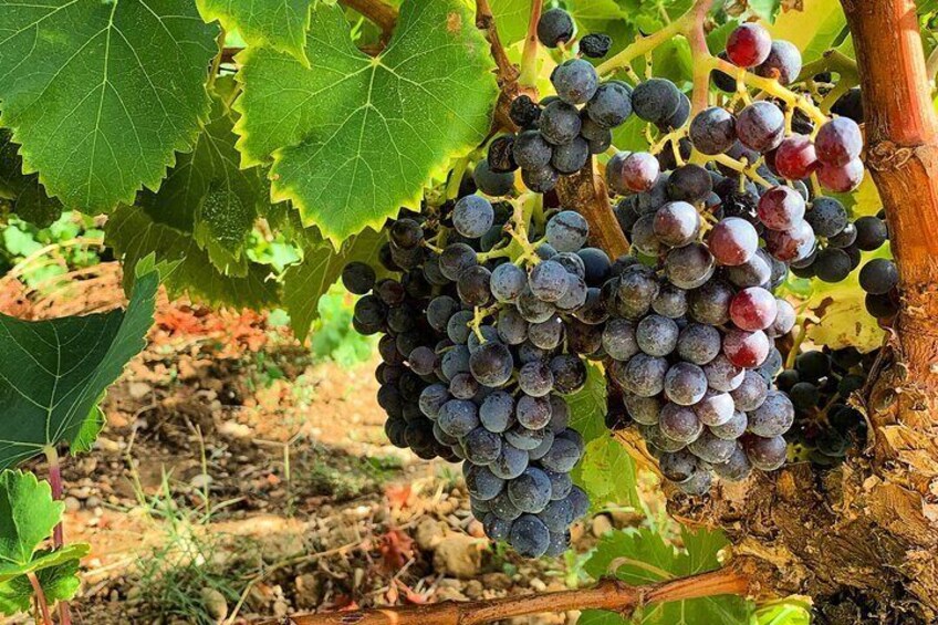 Vineyards in the Luberon