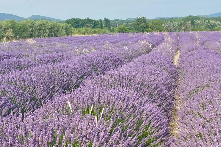 Lavender field