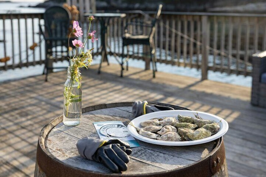 Sunset Oysters Tasting with Drinks on Maine's MidCoast
