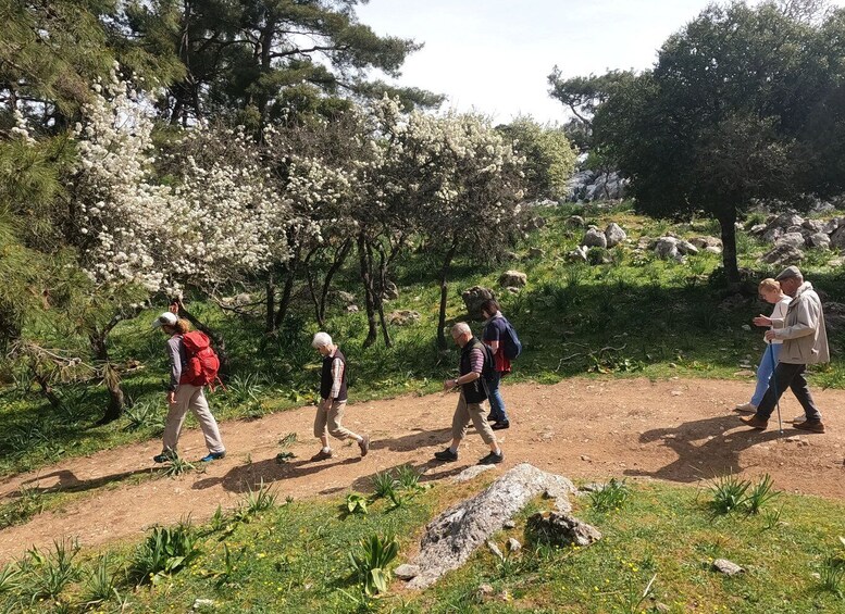 Picture 3 for Activity Rhodes: Hike Mountain Profitis Ilias from Salakos village