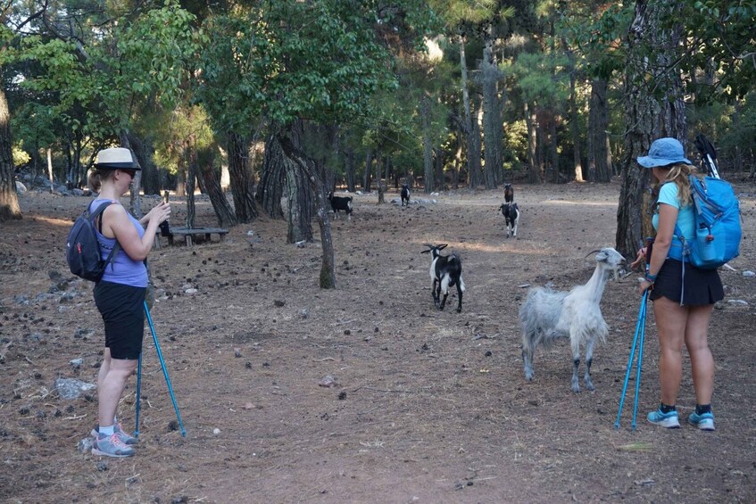 Picture 6 for Activity Rhodes: Hike Mountain Profitis Ilias from Salakos village