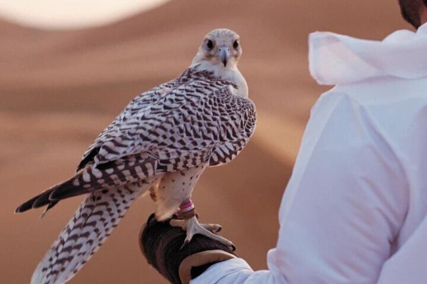 Falcon Hospital Tour