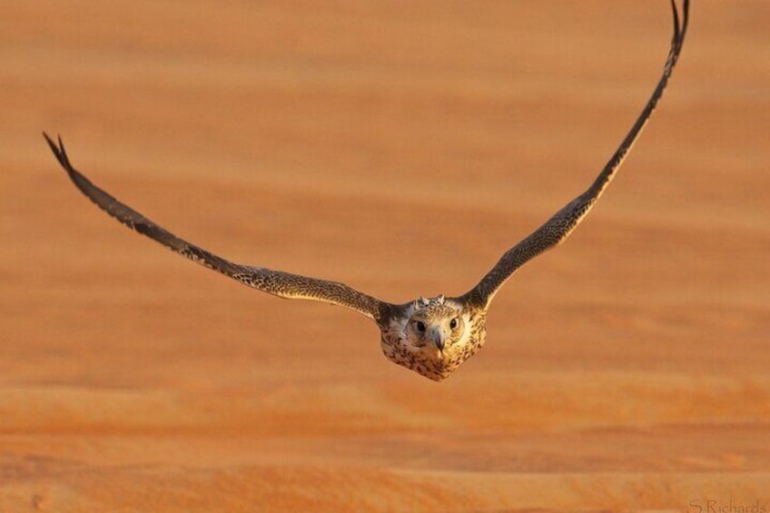 Falcon Hospital Tour