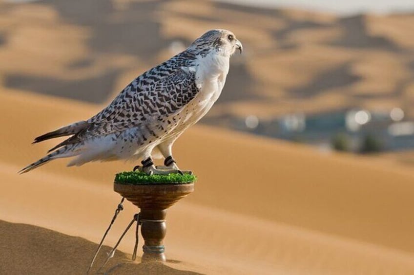 Falcon Hospital Tour